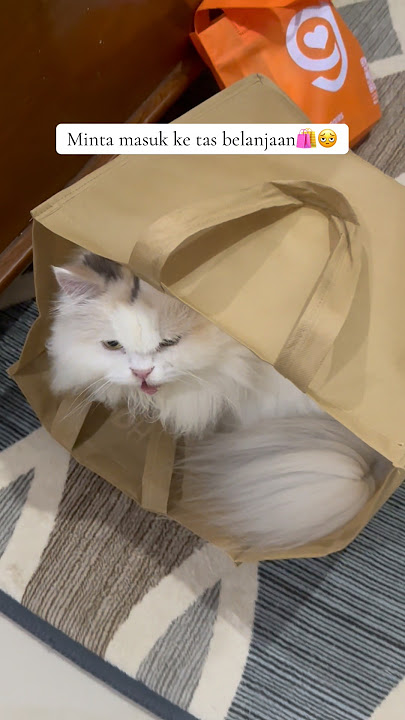 All the bags were forced into by him😌🤏🏻 #funnyanimals #smartcat #catlovers #persiancat
