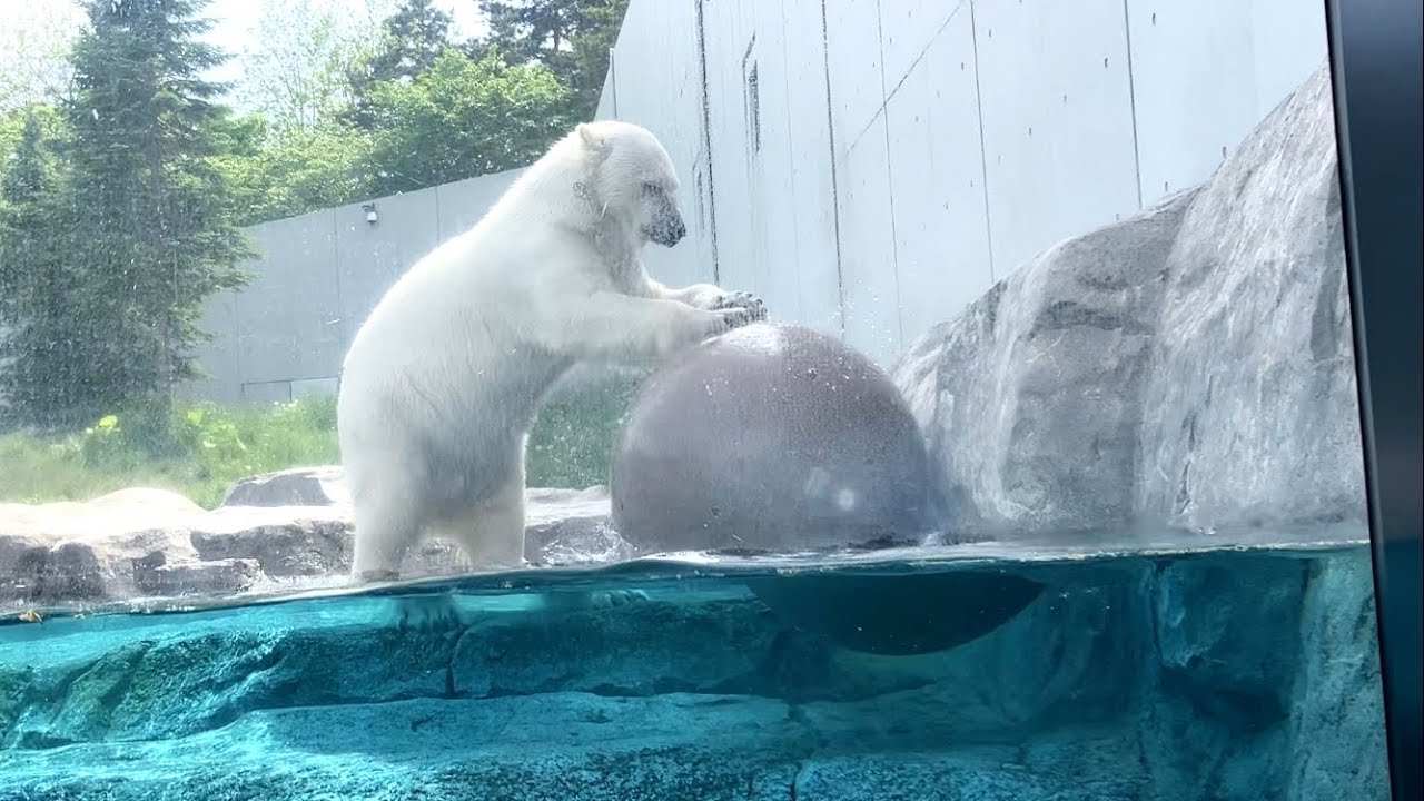 20260526:今日の円山動物園 - YouTube