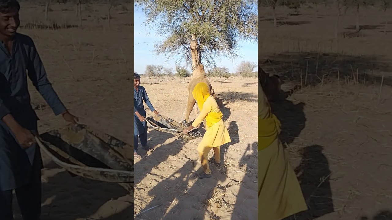 قوّة المرأة في رفع قِربة الماء خلف الجمل