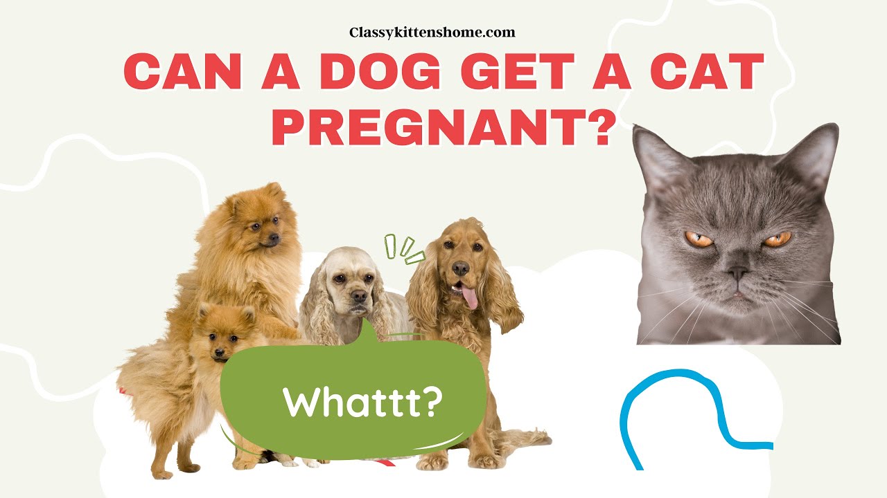 Can A Dog Get A Cat Pregnant - YouTube