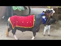🏆🏅Dhanna sahid ka all India champion bull babar 1 (sale) owner Darshan Singh👌👌👍👍 07009492709