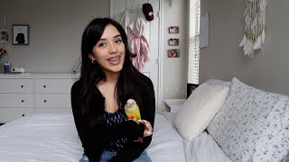 I GOT ANOTHER BIRD! Welcome Matcha :) by Dumbo and Bear 268 views 3 months ago 11 minutes, 23 seconds