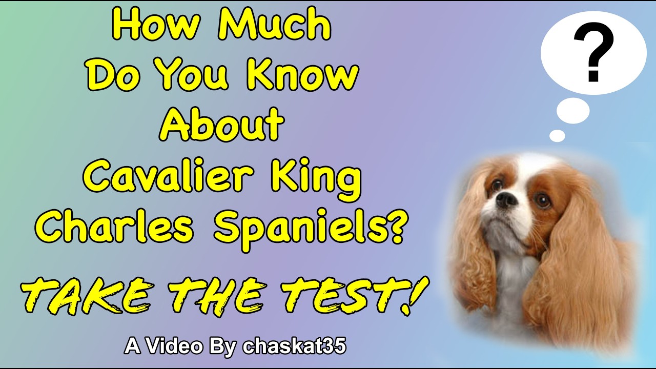 How Much Do You Know About Cavalier King Charles Spaniels? Take The Test!