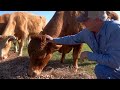 Okeechobee ranch raises wagyu beef cattle served locally at Rancher's Reserve