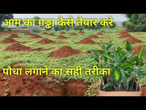 वीडियो: क्या आम में गड्ढा होता है?