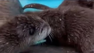 'Otterly' adorable pups learn to swim at Kansas City Zoo &amp; Aquarium