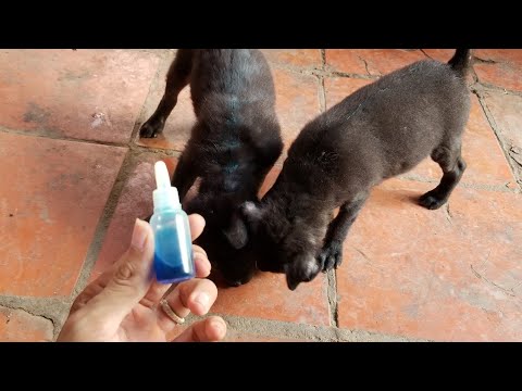 Video Chia sẻ thuốc trị xà mâu chó hiệu quả - youtube