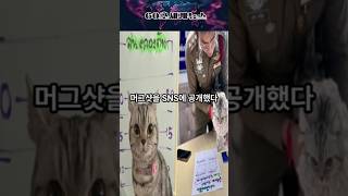 ‘냥냥펀치’에 경찰도 당했다…범인(?)은 고양이, 결국 머그샷까지 #태국 #고양이 #경찰서 #경찰 #머그샷 #sns #해외 #사건 #사고 #뉴스 #이슈 #오늘 #논란 #기사