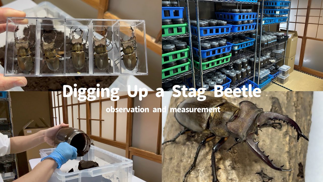 Vlog｜ミヤマクワガタの掘り出しと測定作業｜静かな休日の飼育記録｜Stag Beetle