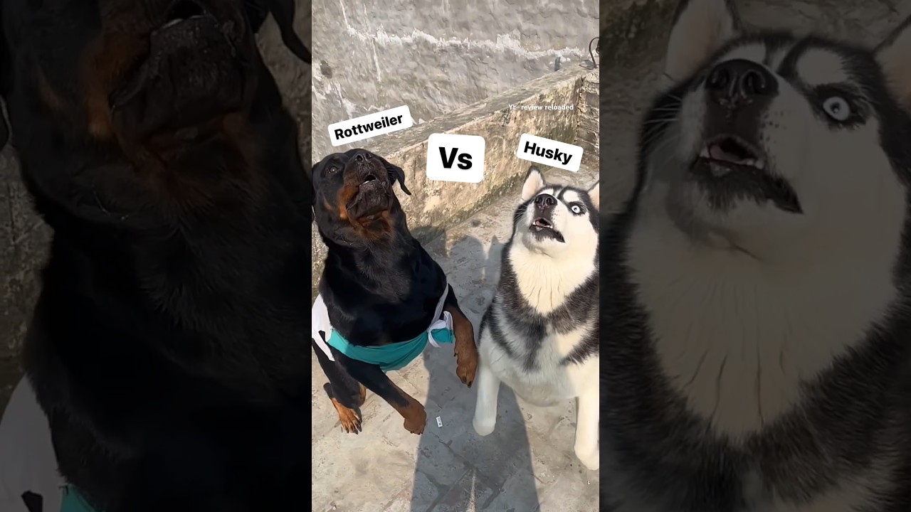 Animal Rottweiler vs husky | 