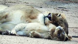 This Chubby Tiny Lion Cub Lost His Balance