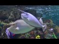 Bluespine UnicornFish | Melbourne Aquarium | 2016