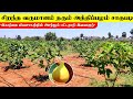 சிறந்த வருமானம் தரும் அத்திப்பழம் சாகுபடி | Organic Figg Fruit Farm in Tamilnadu
