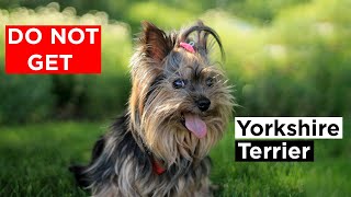 DO NOT GET Yorkshire Terrier! Here is Why