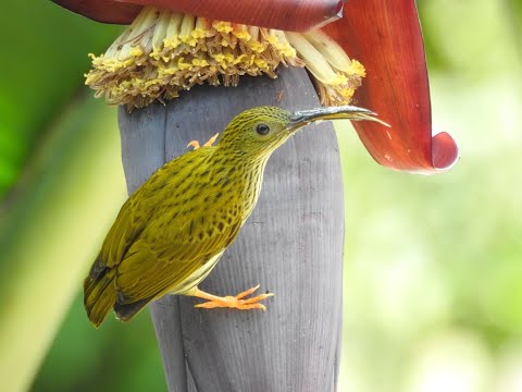 Video Streaked spiderhunter-Chim Bắp chuối đốm đen (bắp... - youtube