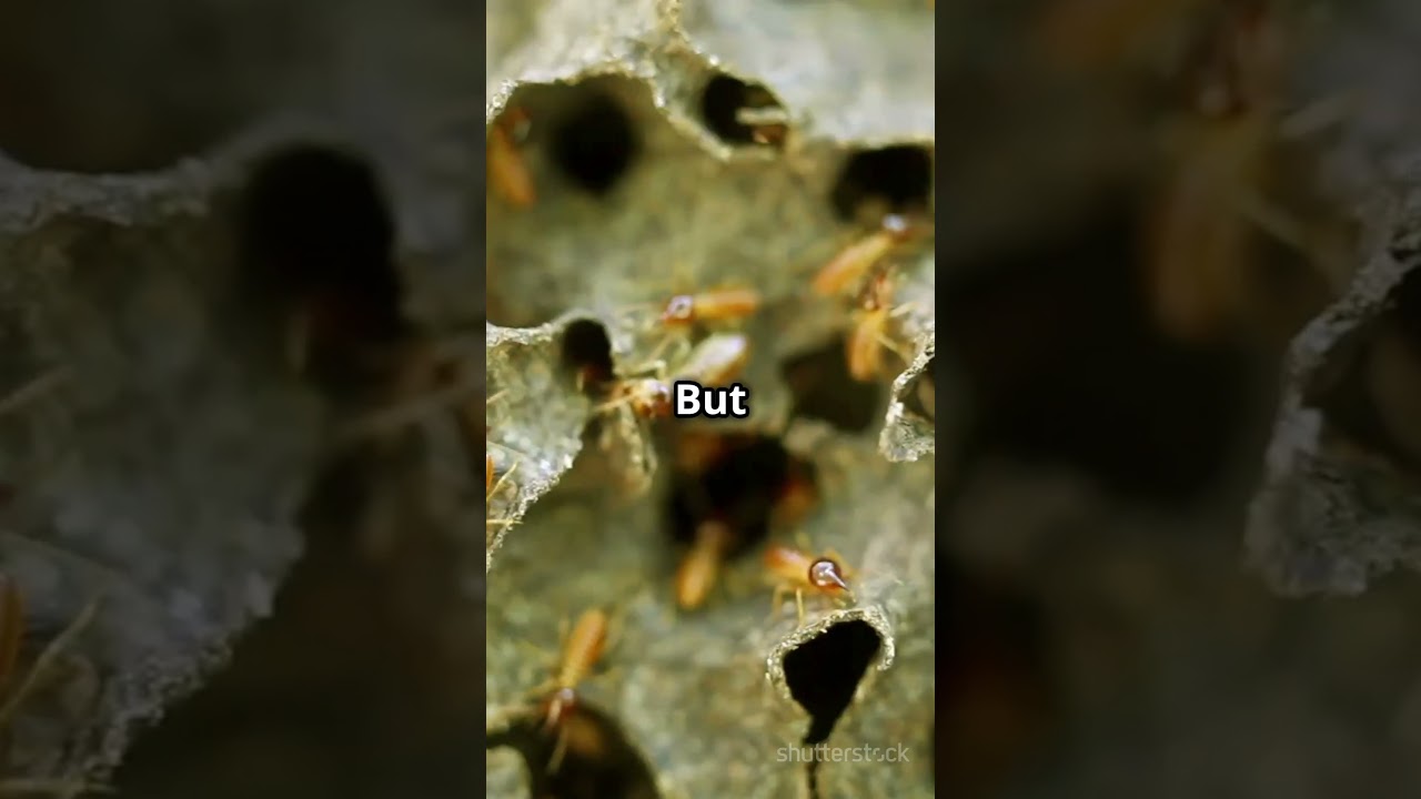 "Unveiled! The Secret of 30-Foot Termite Towers and Their Advanced Ventilation System" 