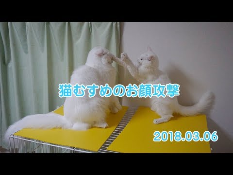 猫むすめのお顔攻撃