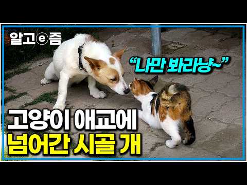 “기막힌 취향” 고양이 남친은 버리고 개만 쫓아다니는 애교쟁이 개냥이｜고양이를 부탁해｜알고e즘