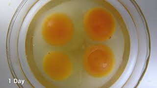 Eggs Timelapse in 12 Days