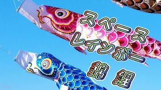 【ワタナベ 鯉のぼり】スペースレインボー錦鯉