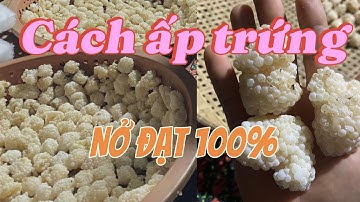 Cách ấp trứng bươu đen (ốc nhồi) cho người mới. Kĩ thuật ấp nở tuyệt đối.