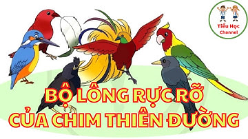 Kể chuyện: BỘ LÔNG RỰC RỠ CỦA CHIM THIÊN ĐƯỜNG | Tiếng Việt 3 | Tập 1 | Cánh Diều