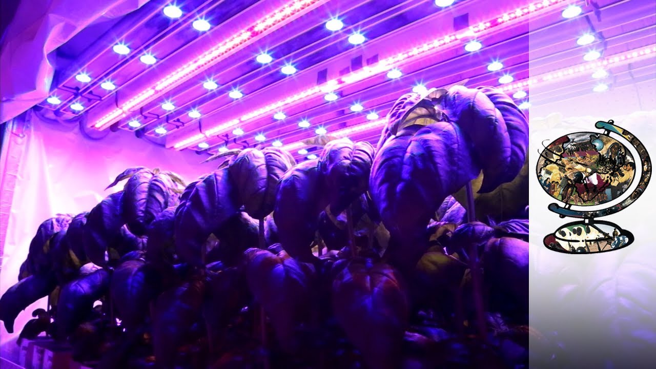 How Indoor Farming Could Feed The World