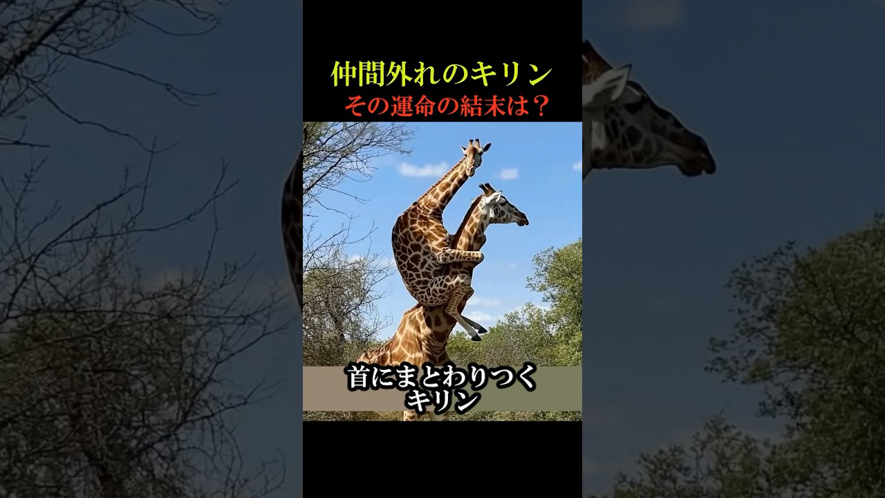 仲間外れのキリン その運命の結末は？