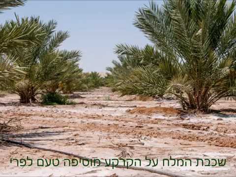 וִידֵאוֹ: ביקור במטע Kilohana של קוואי וב-Luau Kalamaku