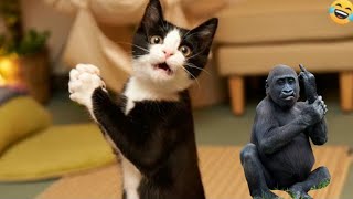Funny Cats And Dogs Videos 😁 - BEST Funny Animal Videos 2024🥰Part 162 @petcollective