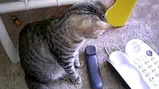 cat answers phone