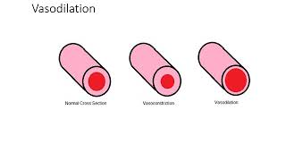 VCE PE week 13 - part 1 Acute Cardiovascular responses