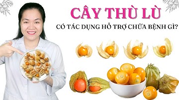 Cây thù lù có tác dụng hỗ trợ trị bệnh gì? Cách dùng và những lưu ý