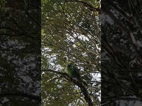 The critically endangered Orange-fronted parakeet (Cyanoramphus malherbi) filmed in New Zealand.