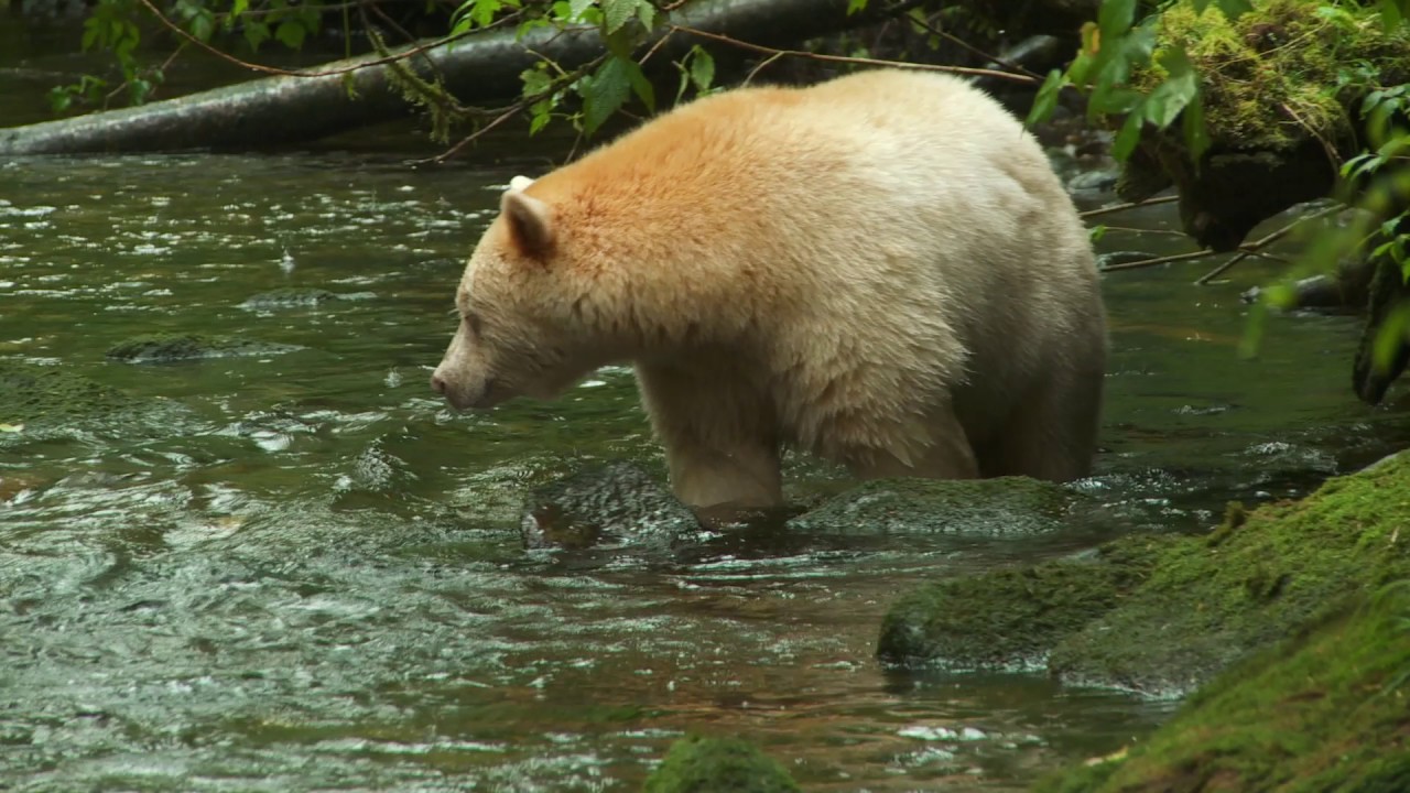 Introducing BC Parks' Future Strategy - Discover BC Parks