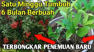RAHASIA MENANAM RAMBUTAN DARI BIJI CEPAT BERBUAH PENDEK DAN LEBAT