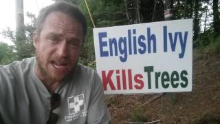 English ivy kills trees. The mystery signs.