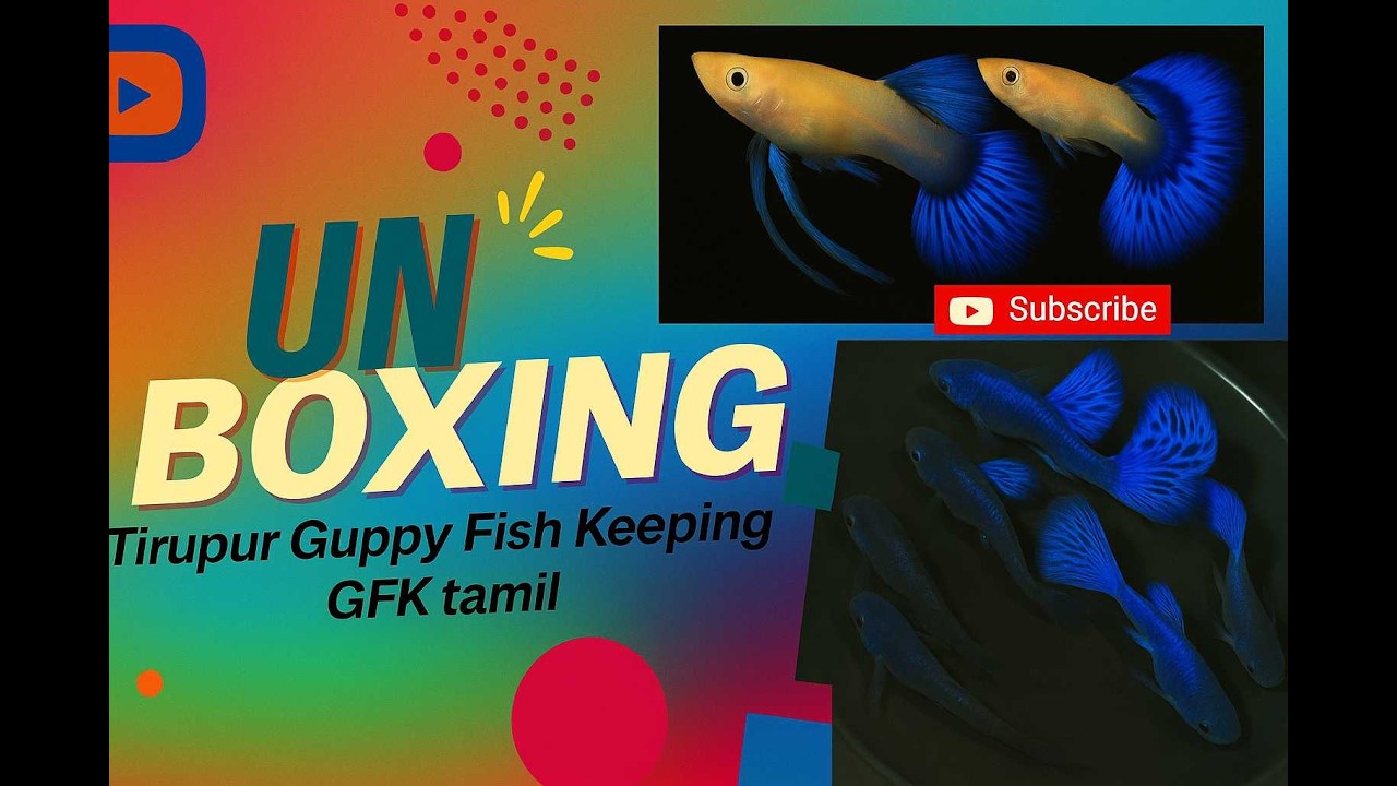 🤩Vibrant|😱Unique|🐠Guppies|💥Unboxing|Best price 🤑@Tirupur Guppy Fish Keeping GFK tamil