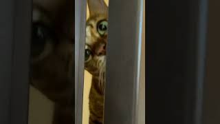 The  Shining Cats【こゆり日記 20210223】