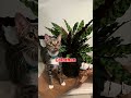 Low Light Indoor Plants Safe for Cats and Dogs #shorts #indoorplants
