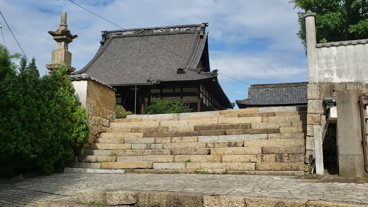 Evening primrose on the hill