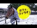 カフェファラオ