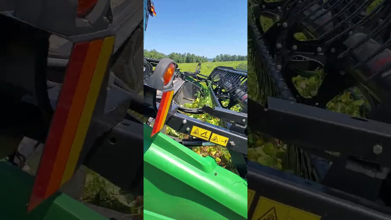 Preparando Para La Cosecha De Frijol 