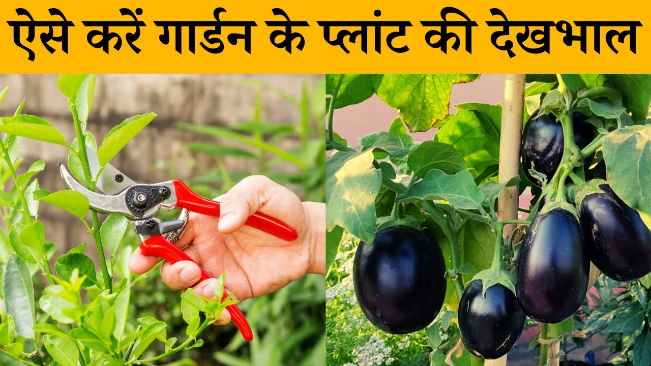 पौधों की देखभाल कैसे करें गार्डन के पौधों की देखभाल के आसान टिप्स Garden Plants Care Tips In
