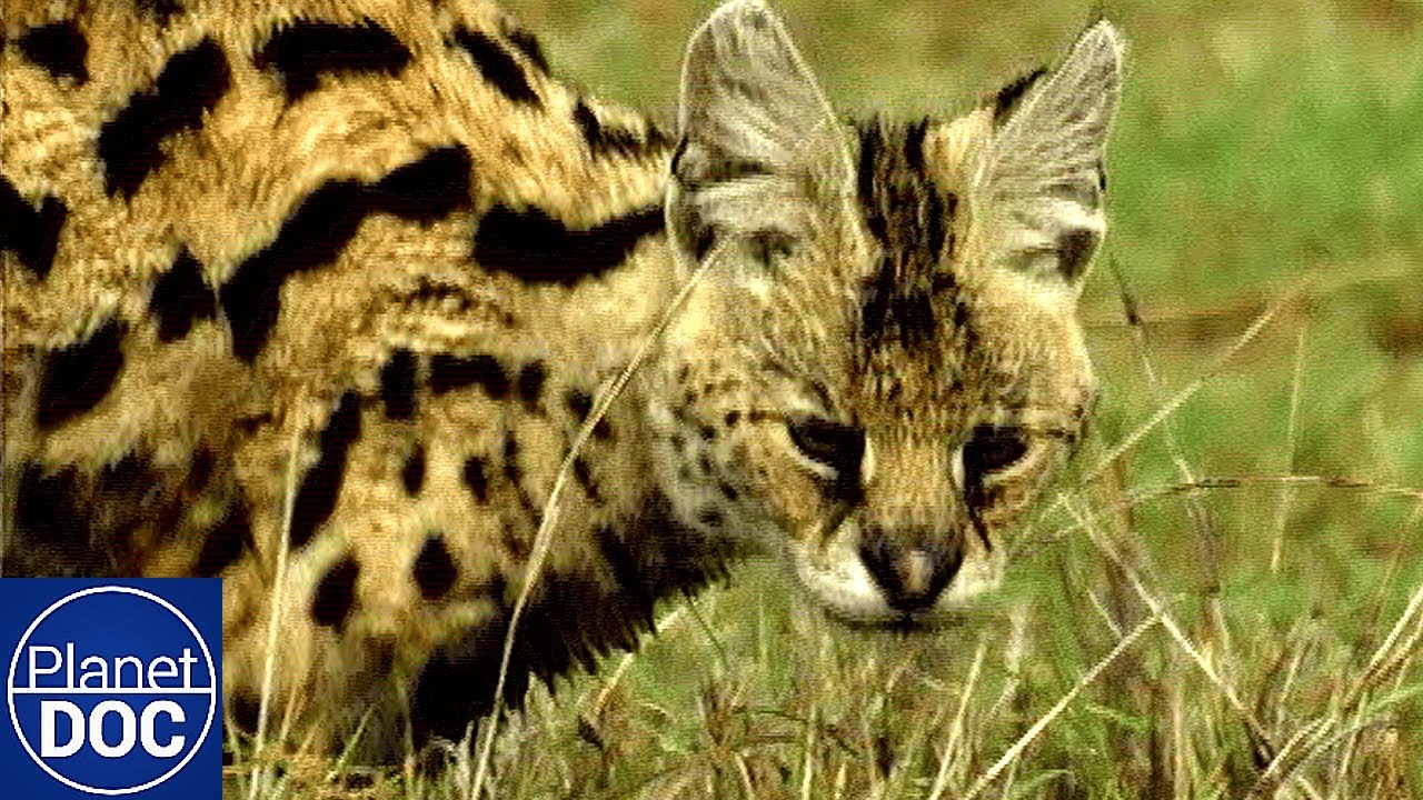 Ngorongoro: El Cráter de la Vida Salvaje en África 🌍🦁 | Documental Completo