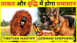 Tibetian Mastiff Vs German Shepherd Fight Comparison In Hindi | Which Dog Is Better For You? by Wildlife Claws 2,339 views 1 year ago 4 minutes, 4 seconds