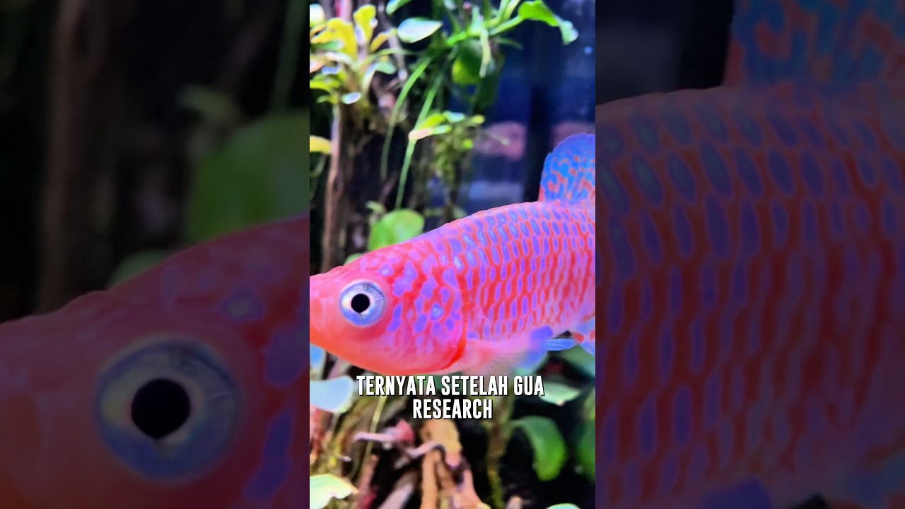 JANGAN BERANI BERANI PELIHARA NIH IKAN 