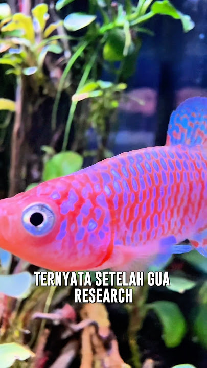 DON'T YOU DARE KEEP THIS FISH #killifish #ornamentalfish #aquascape #fyp #foryou #shorts
