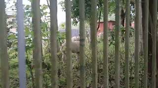 Alpaca`s Wallabies and Emu