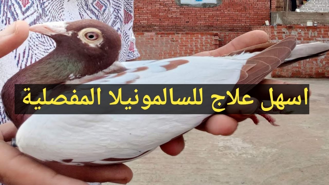 علاج السالمونيلا المفصلية عند الحمام بطريقة سهلة وفعالة